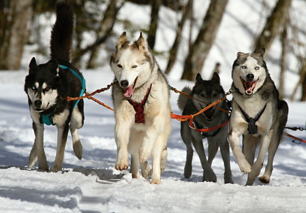 huskies_273409_1280.jpg
